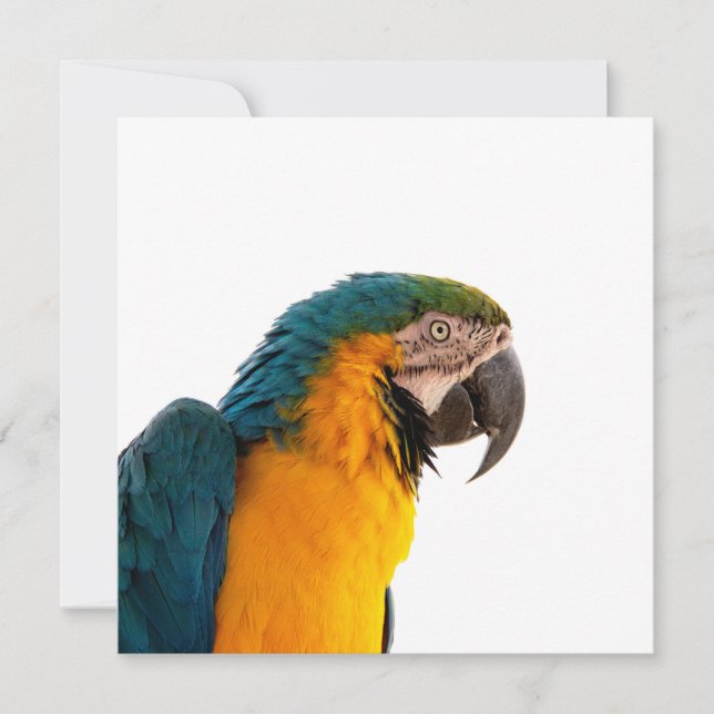 Parrot macaw  holiday card (Front)