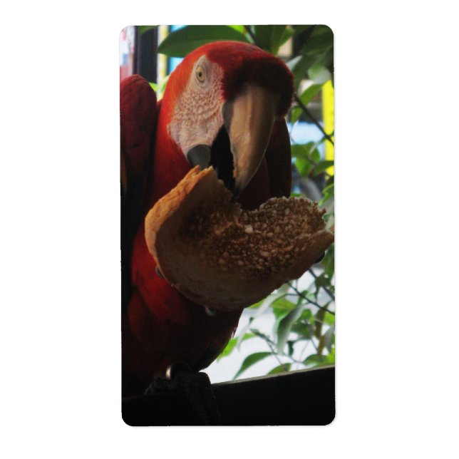Parrot Macaw Scarlet Manger Toast (Devant)