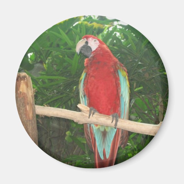 Parrot Magnet (Front)