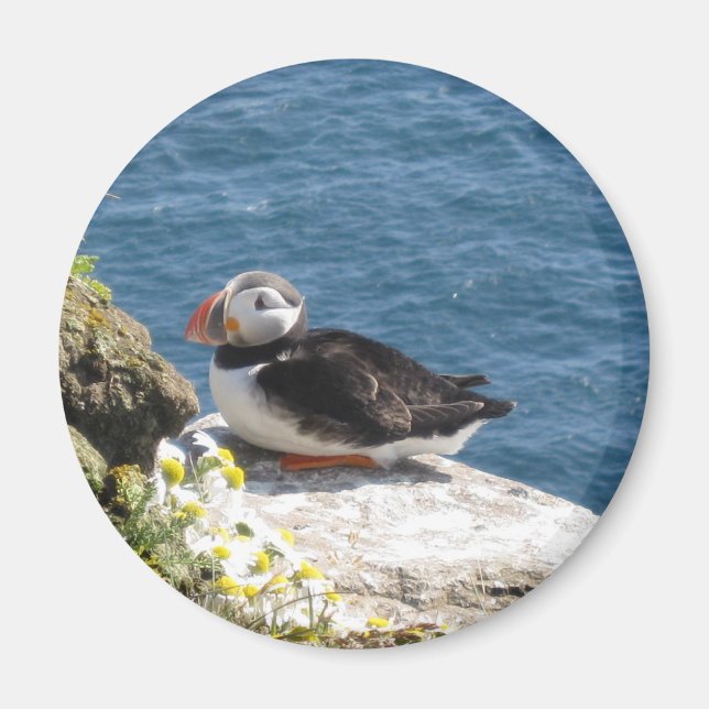 parrot magnet (Front)