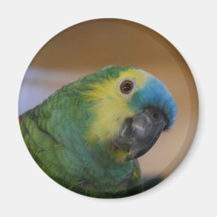 Parrot Magnet