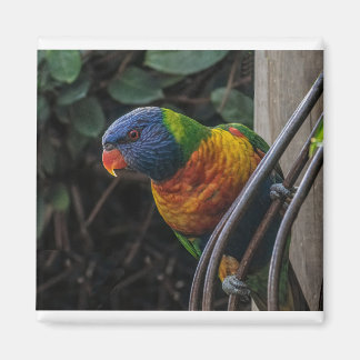 Parrot Magnet