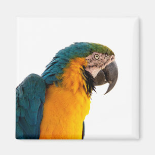 Parrot magnet