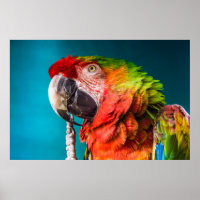 Parrot Modern Photography