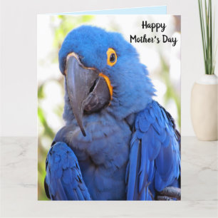 Parrot Mother's Day Folded Big Greeting Card