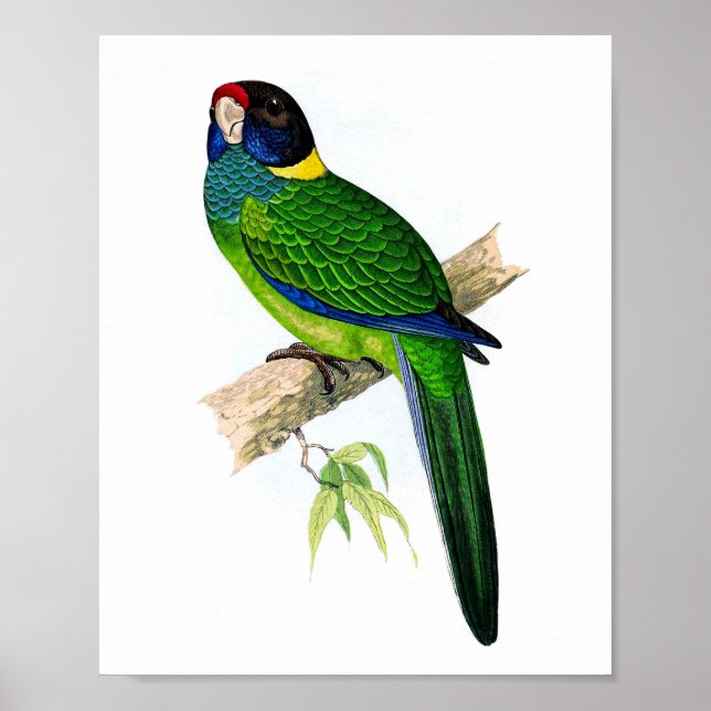 Parrot No.8 Tropical Antique Ornithology Print (Front)
