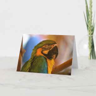 Parrot Note Card