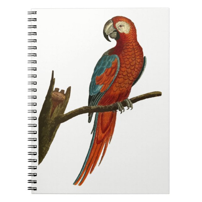 Parrot Notebook (Front)