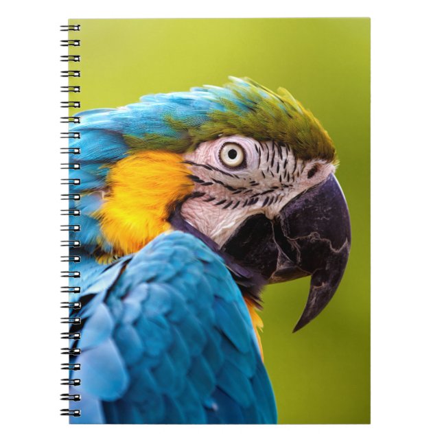 Parrot Notebook (Front)