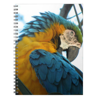Parrot Notebook
