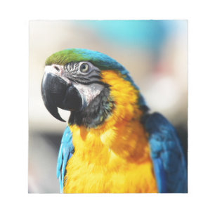 parrot notepad