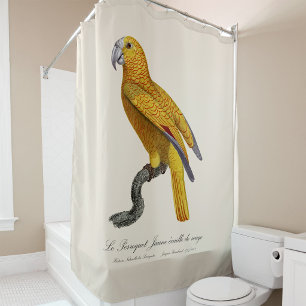 Parrot of Paradise of Cuba, Psittacus Paradisi