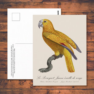 Parrot of Paradise of Cuba, Psittacus Paradisi Postcard