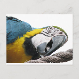 Parrot On Rope --  Postcard