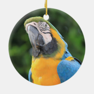 Parrot ornament