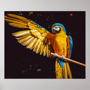 Parrot Out Stretched Wing Poster