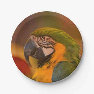 Parrot Paper Plate