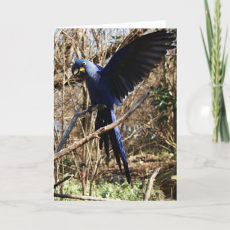 Parrot Party Card
