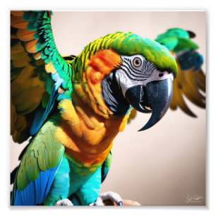 Parrot  photo print