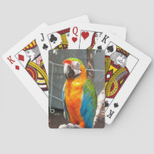 Parrot, playing cards, nature, birds