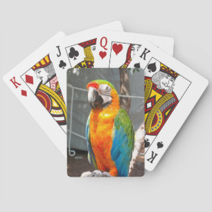 Parrot, playing cards, nature, birds cards