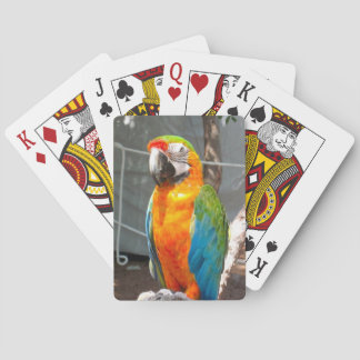 Parrot, playing cards, nature, birds cards