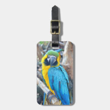 Parrot Portrait