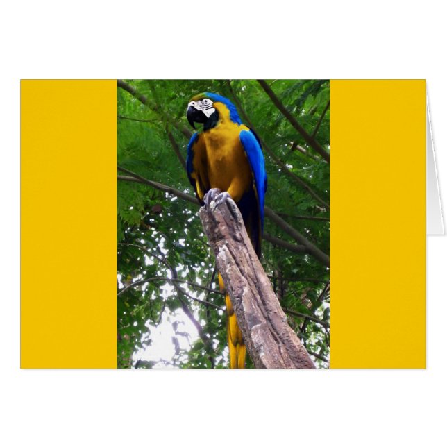 Parrot Pose ~ Card (Front Horizontal)