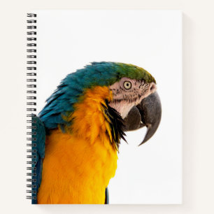 Parrot Post-it Notes Notebook