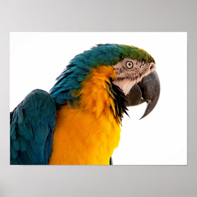 Parrot Post-it Notes Poster (Front)