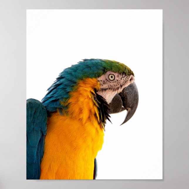 Parrot Post-it Notes Poster (Front)