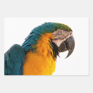 Parrot Post-it Notes Wrapping Paper Sheet