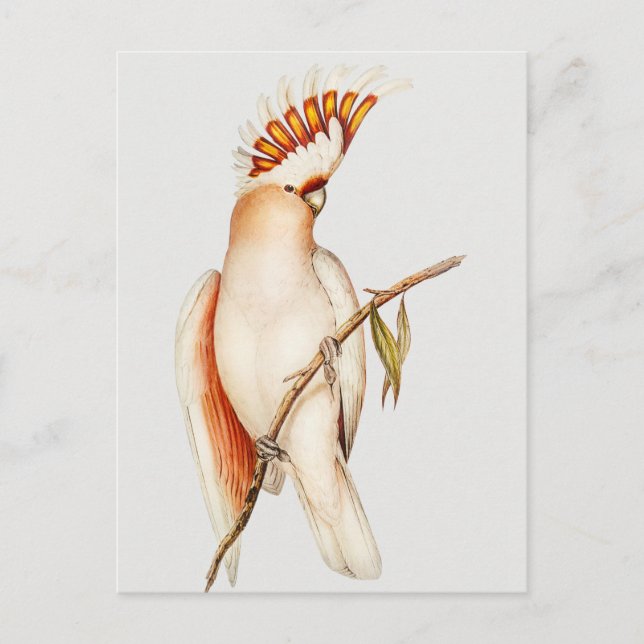 Parrot  postcard (Front)