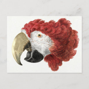 Parrot postcard
