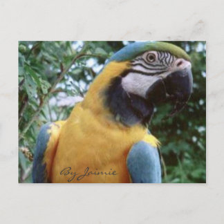 Parrot Postcard