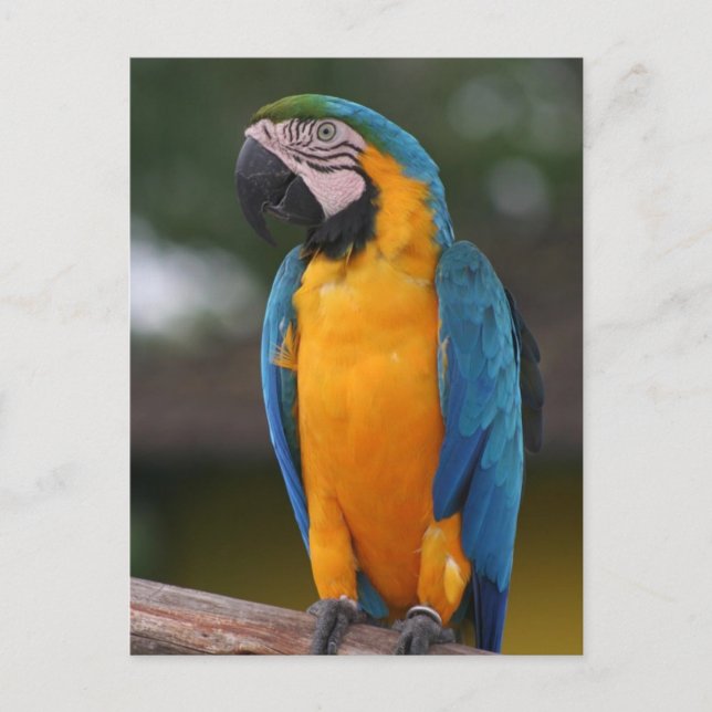 Parrot Postcard (Front)