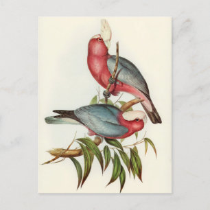 Parrot  postcard