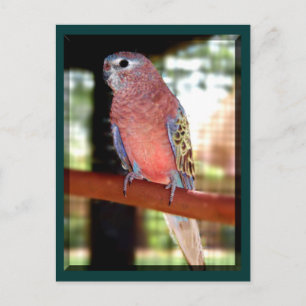 parrot postcards