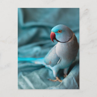 parrot postcards