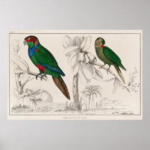 Parrot Poster