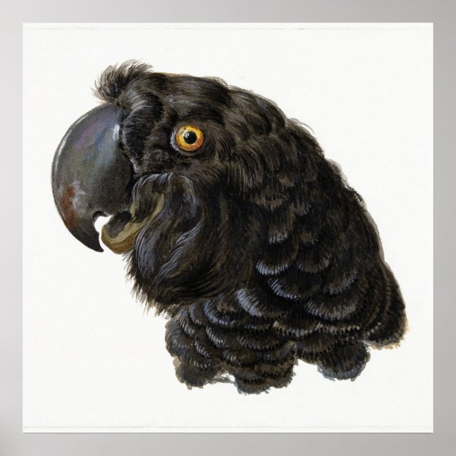 Parrot Poster (Front)