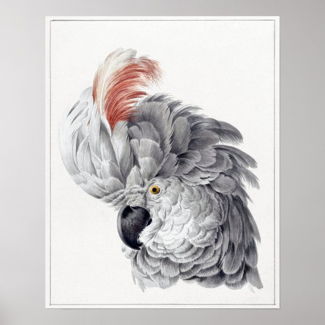 Parrot Poster (Front)