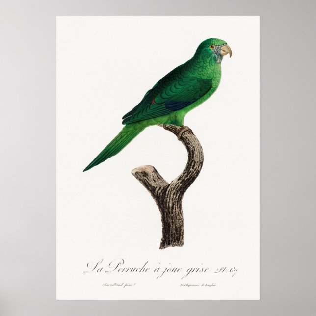 Parrot Poster (Front)