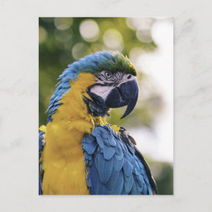 Parrot Profile Portrait Photograph Postcard