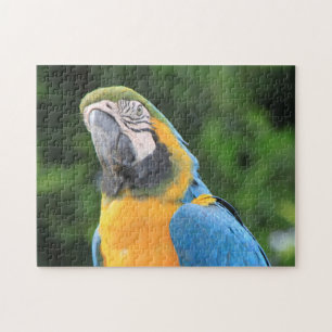 Parrot Puzzle