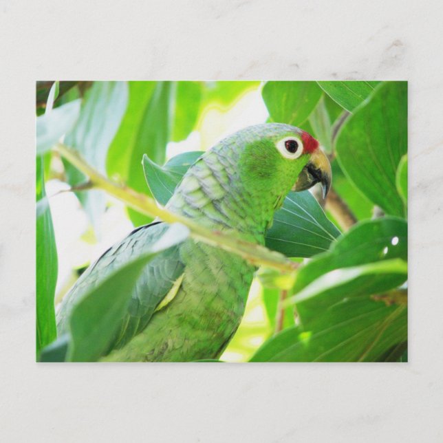 Parrot, Rio Chagres, Panama Postcard (Front)