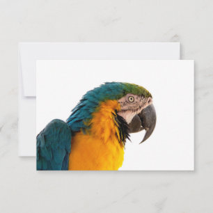 Parrot RSVP card