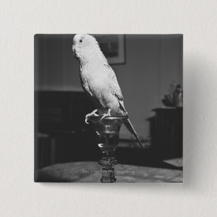 Parrot sitting on candlestick B&W 2 Inch Square Button