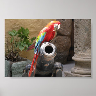 Parrot Sitting On Cannon Poster