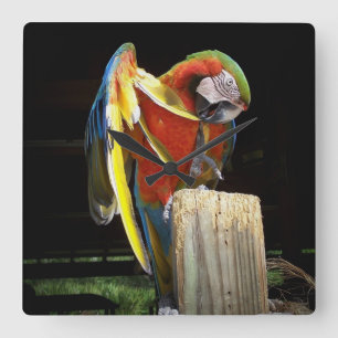 parrot square wall clock
